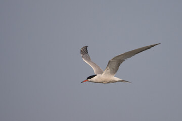 Bıyıklı sumru » Whiskered Tern » Chlidonias hybrida