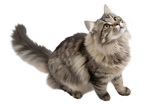 Cute tabby cat looking up pet animal isolated on transparent background