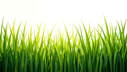 Fototapeta premium Fresh green grass blades border isolated on a white background.