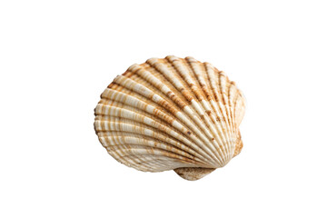 Seashell close up marine life treasure isolated on transparent background