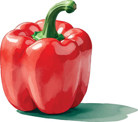 Red bell pepper vector. Watercolor vegetable with bold color and clean isolated design.
