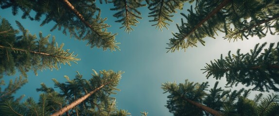 View of trees from below looking up at the sky, featuring pine branches and a serene atmosphere.