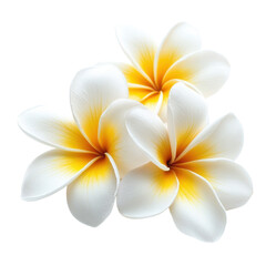 Naklejka premium Beautiful closeup of vibrant plumeria flowers with yellow accents showcasing natural elegance, Closeup view beautiful Plumeria flowers isolated on Transparent background file on PNG background
