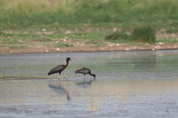 Çeltikçi » Glossy Ibis » Plegadis falcinellus