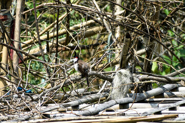 Red-whiskered bulbul perched among dry branches in a natural setting.