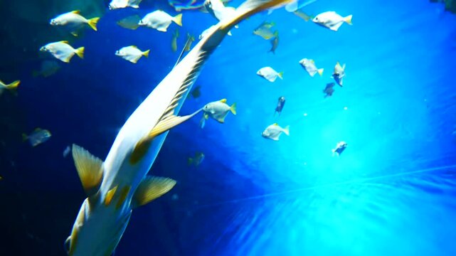 A nice Pompano fish under water