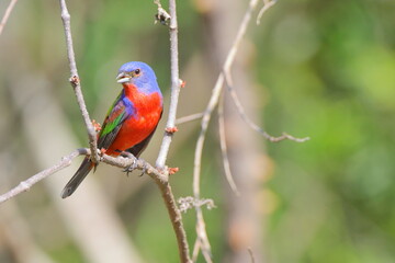 Beautiful painted bunty, perched in habitat against a blurry background. 