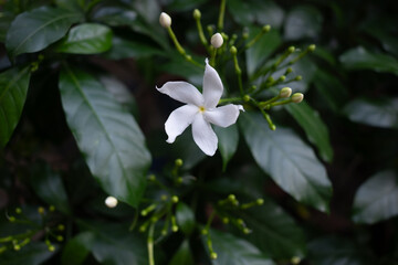 White pinwheel flower blooming among green leaves and fresh buds
