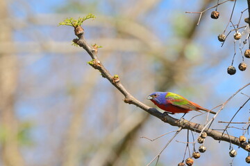 Beautiful painted bunty, perched in habitat against a blurry background. 