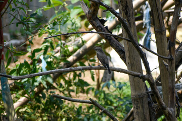 Asian Brown Flycatcher perched on a tree branch in a natural forest setting, surrounded by green foliage.