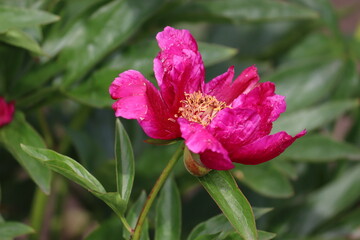 Pink peony flower in summer garden
