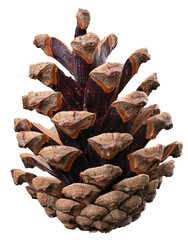 Pine tree cone on isolated background.