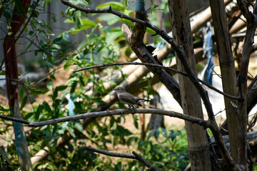 Asian Brown Flycatcher perched on a tree branch in a natural forest setting, surrounded by green foliage.