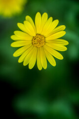 Obraz premium Close-up of a Bright Yellow Daisy Flower on a Soft Green Blurred Background