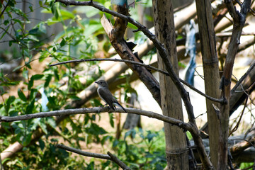 Asian Brown Flycatcher perched on a tree branch in a natural forest setting, surrounded by green foliage.