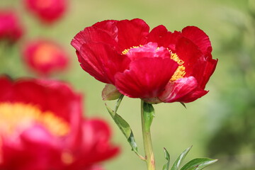 Red peony flower close-up in summer garden