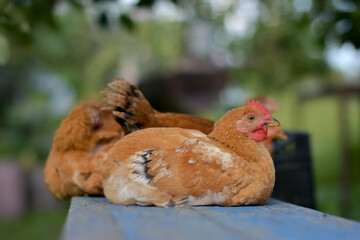 Resting brown chickens on a wooden bench outdoors. Shallow depth of field Rural scene