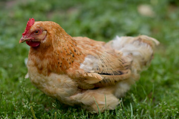 Portrait of a Free-Range Ginger Hen Resting on Green Grass in a Backyard Farm