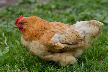Portrait of a Free-Range Ginger Hen Resting on Green Grass in a Backyard Farm