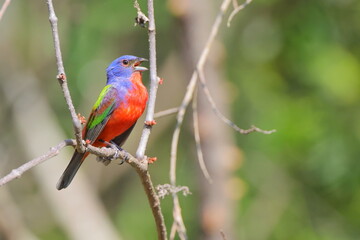 Beautiful painted bunty, perched in habitat against a blurry background. 