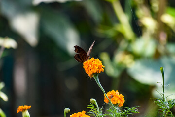 Brown butterfly on vibrant orange marigold, outdoor close-up.