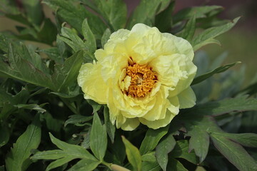 Yellow flower of tree peony in summer garden
