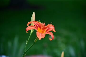 Obraz premium Orange Daylily Flower Bloom