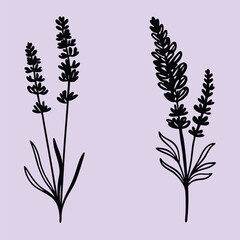 lavender flower black silhouette