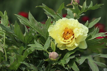 Yellow flower of tree peony in summer garden