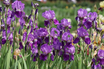 Purple iris flowers in garden. Cultivars from Intermediate Bearded Iris (IB) Group