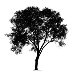 Tree silhouette standing tall against a plain white background showcasing its intricate details and natural shape, Image tree silhouette isolated on white background