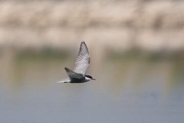 Bıyıklı sumru » Whiskered Tern » Chlidonias hybrida