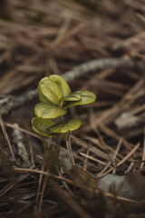 Delicate, young green lingonberry plant, growing among dry pine needles in the forest