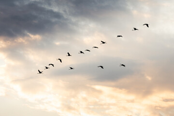 A herd of wild cranes migrating in a wedge formation against the background of the setting sun and clouds, symbolizing freedom and travel