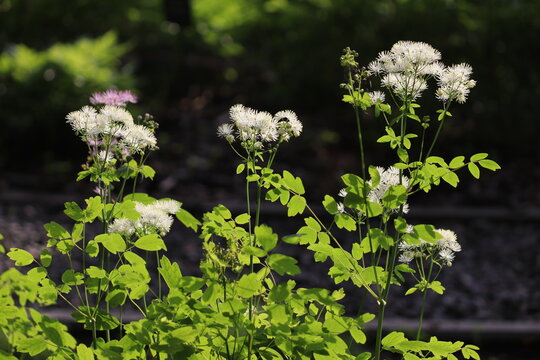 White flowers of Siberian columbine meadow-rue (Thalictrum aquilegiifolium) plant in summer garden