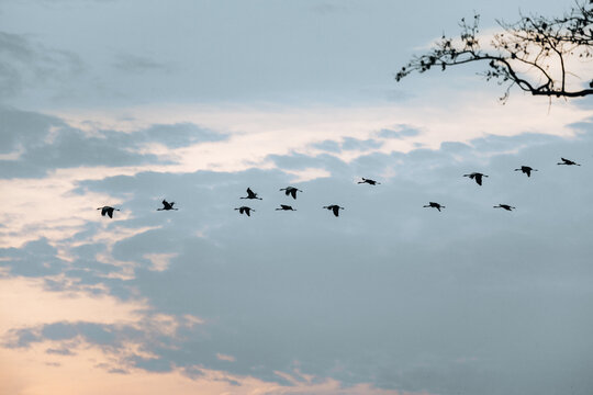 A flock of cranes in flight, in the form of a key, against a pastel sky at sunrise or sunset, with a visible tree branch - Powered by Adobe