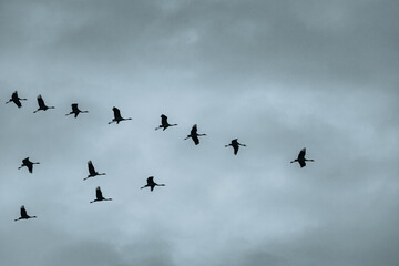 A herd of migrating cranes in flight, forming a characteristic key against a cloudy, dramatic sky
