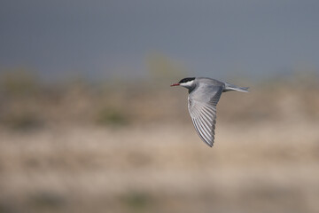 Bıyıklı sumru » Whiskered Tern » Chlidonias hybrida