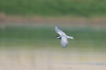 Bıyıklı sumru » Whiskered Tern » Chlidonias hybrida