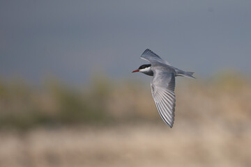 Bıyıklı sumru » Whiskered Tern » Chlidonias hybrida