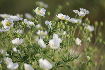 White flowers of Rock cinquefoil (Drymocallis rupestris, syn. Potentilla rupestris) in summer garden