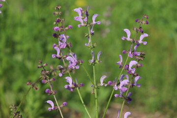 Flowers of meadow sage (Salvia pratensis) in summer garden