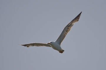 Obraz premium Gümüş martı » Yellow-legged Gull » Larus michahellis