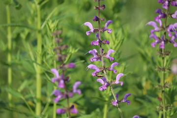 Flowers of meadow sage (Salvia pratensis) in summer garden