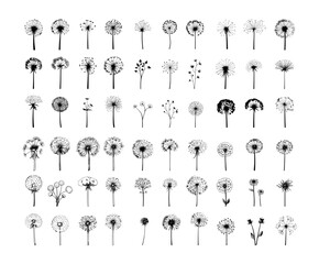 Fluffy dandelion black ink vector set. Seeds delicate wisps breeze meadow blowing airborne natural life sunlight childhood memories garden weeds seasonal change wildflowers floating gentle dispersal
