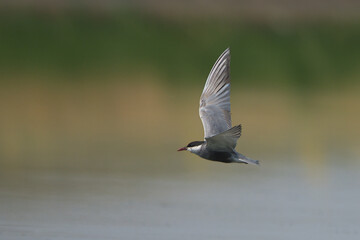 Bıyıklı sumru » Whiskered Tern » Chlidonias hybrida