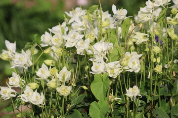 Flowering common columbine (Aquilegia vulgaris) plant with white flowers in summer garden