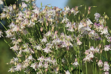 Flowering common columbine (Aquilegia vulgaris) plant with white flowers in summer garden