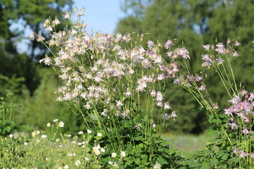 Flowering common columbine (Aquilegia vulgaris) plant with white flowers in summer garden