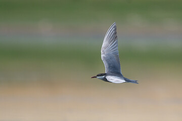 Bıyıklı sumru » Whiskered Tern » Chlidonias hybrida
